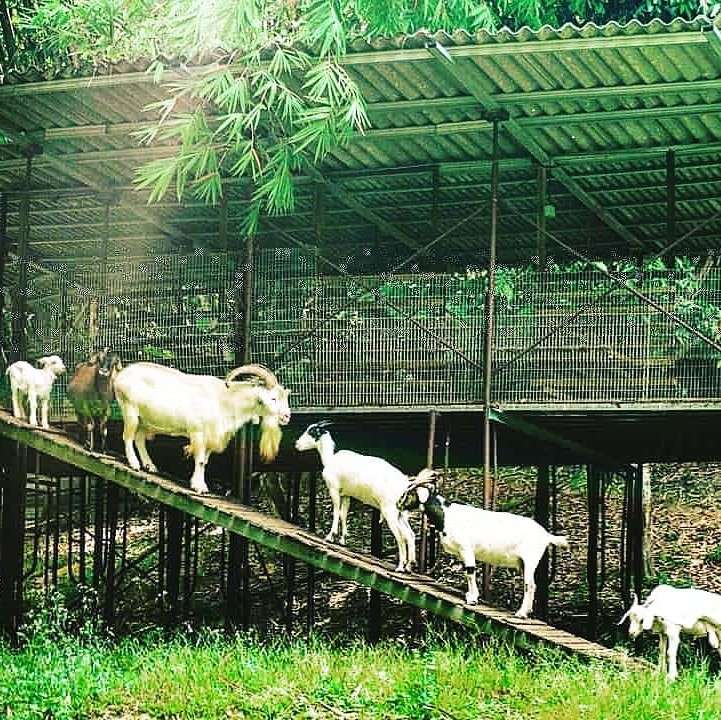 Rumah Kebun goats